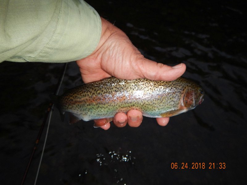 -Kettle Valley-104-.jpg - Here he is in hand.